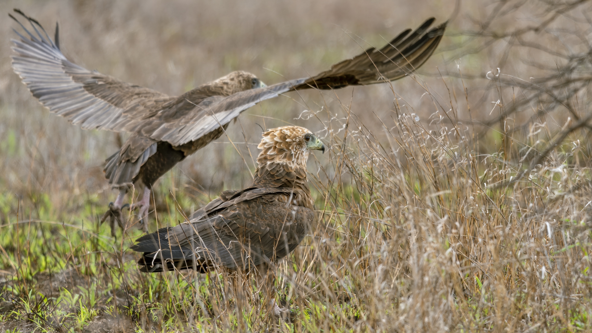 Kruger25 2025 11 03 11 58 35 ILCE 1M2 1070